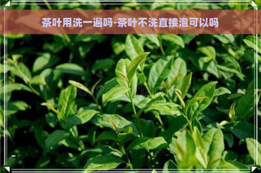 茶叶用洗一遍吗-茶叶不洗直接泡可以吗