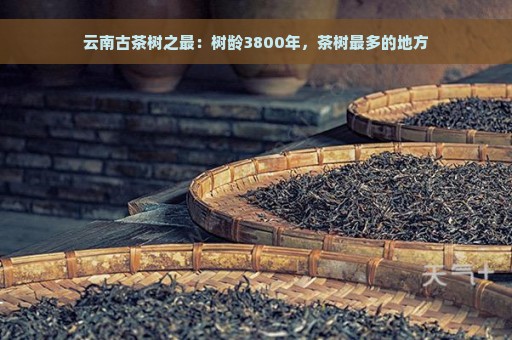 云南古茶树之最：树龄3800年，茶树最多的地方