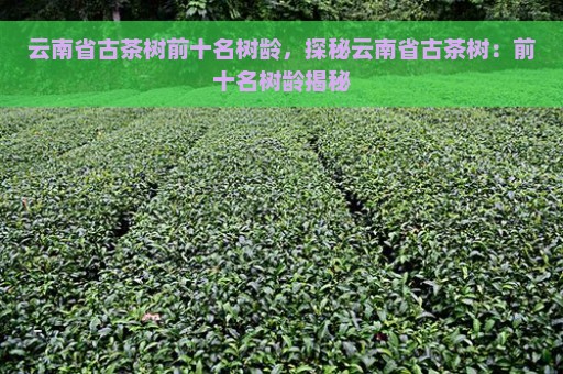 云南省古茶树前十名树龄，探秘云南省古茶树：前十名树龄揭秘