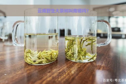 云南野生大茶树叫南橘吗？