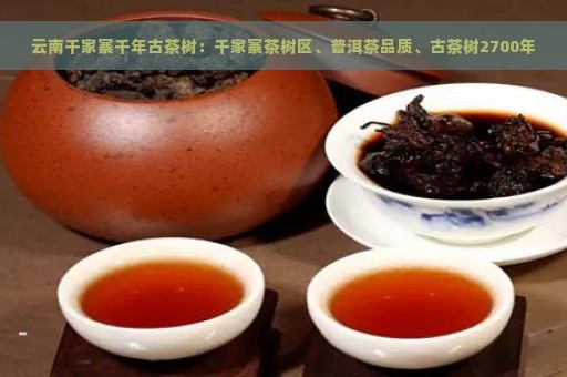 云南千家寨千年古茶树：千家寨茶树区、普洱茶品质、古茶树2700年