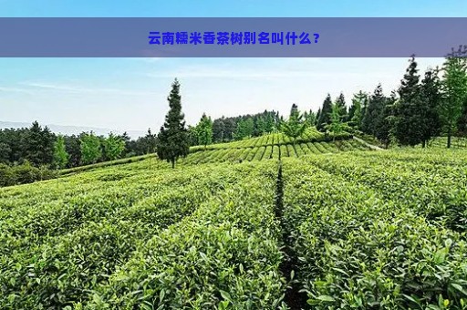 云南糯米香茶树别名叫什么？