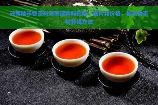 云南糯米香茶树海南能种吗视频、图片和价格，糯米香茶树养殖方法