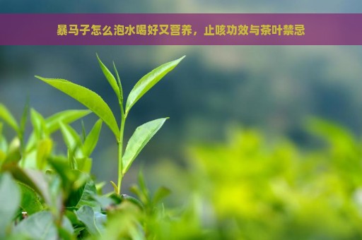 暴马子怎么泡水喝好又营养，止咳功效与茶叶禁忌