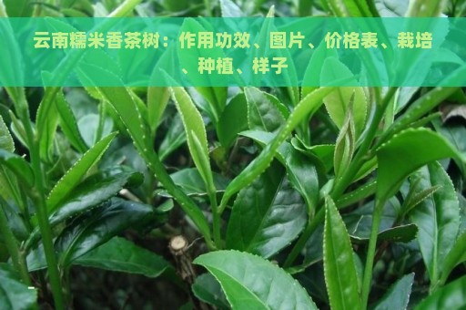 云南糯米香茶树：作用功效、图片、价格表、栽培、种植、样子