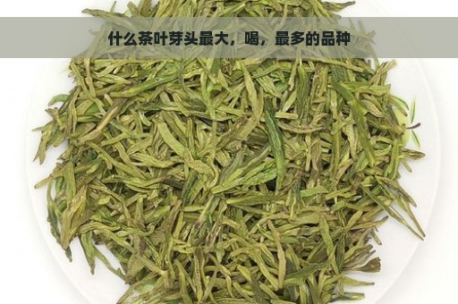 什么茶叶芽头最大，喝，最多的品种