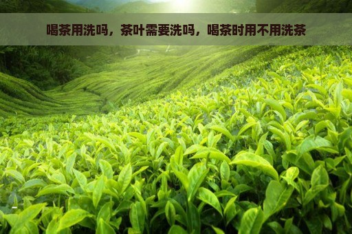 喝茶用洗吗，茶叶需要洗吗，喝茶时用不用洗茶