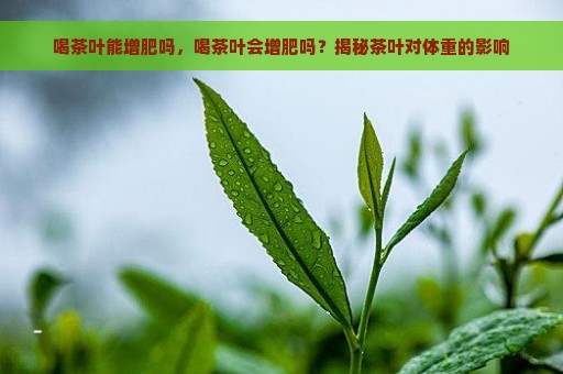 喝茶叶能增肥吗，喝茶叶会增肥吗？揭秘茶叶对体重的影响