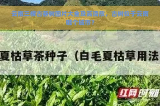 云南三棵古茶树图片大全及高清欣，古树位于云南哪个城市？