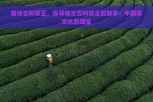 临沧古树茶王，探寻临沧古树茶王的故事：中国茶文化的瑰宝