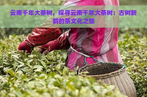 云南千年大茶树，探寻云南千年大茶树：古树新韵的茶文化之旅