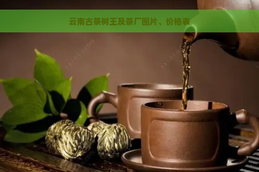 云南古茶树王及茶厂图片、价格表