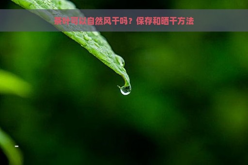 茶叶可以自然风干吗？保存和晒干方法