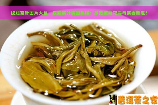 绞股茶叶图片大全，绞股茶叶美图集锦：尽览绚丽花海与茶香飘溢！