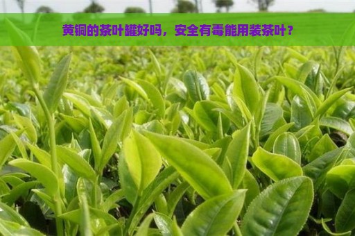 黄铜的茶叶罐好吗，安全有毒能用装茶叶？