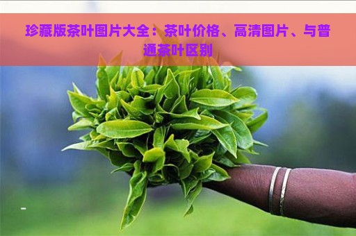 珍藏版茶叶图片大全：茶叶价格、高清图片、与普通茶叶区别