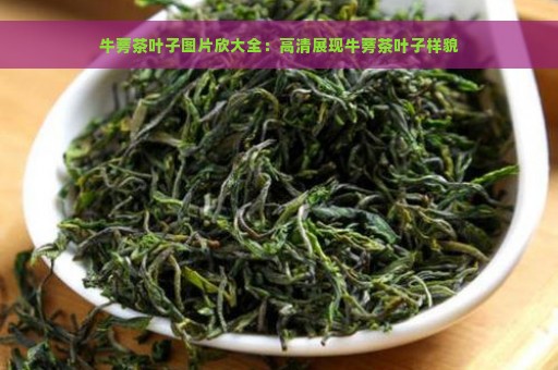 牛蒡茶叶子图片欣大全：高清展现牛蒡茶叶子样貌