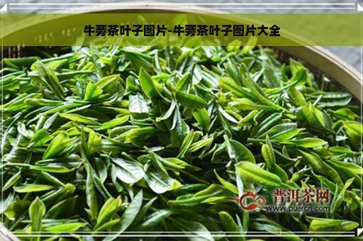 牛蒡茶叶子图片-牛蒡茶叶子图片大全