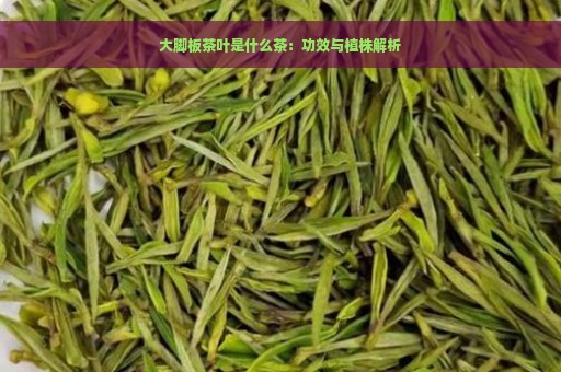 大脚板茶叶是什么茶：功效与植株解析