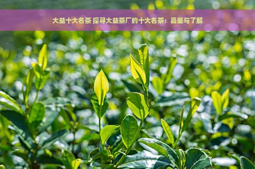 大益十大名茶 探寻大益茶厂的十大名茶：品鉴与了解