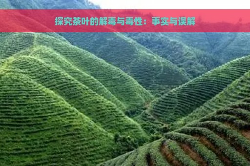 探究茶叶的解毒与毒性：事实与误解