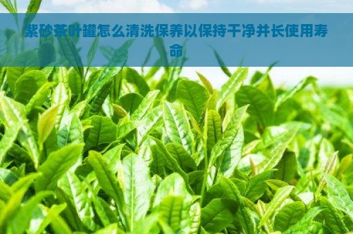 紫砂茶叶罐怎么清洗保养以保持干净并长使用寿命