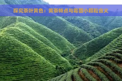 探究茶叶黄色：黄茶特点与霉菌小颗粒含义