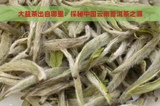 大益茶出自哪里：探秘中国云南普洱茶之源