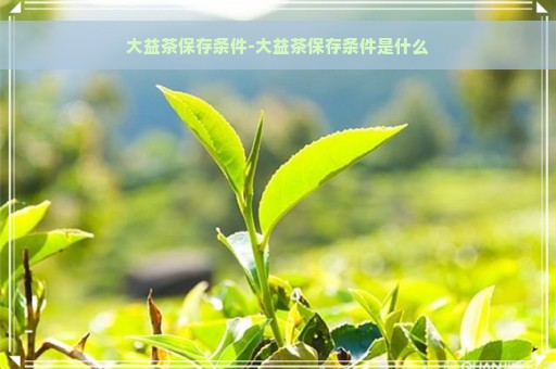 大益茶保存条件-大益茶保存条件是什么