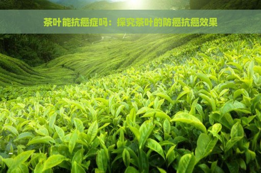 茶叶能抗癌症吗：探究茶叶的防癌抗癌效果