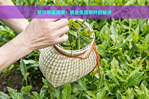 茶叶收藏指南：挑选优质茶叶的秘诀