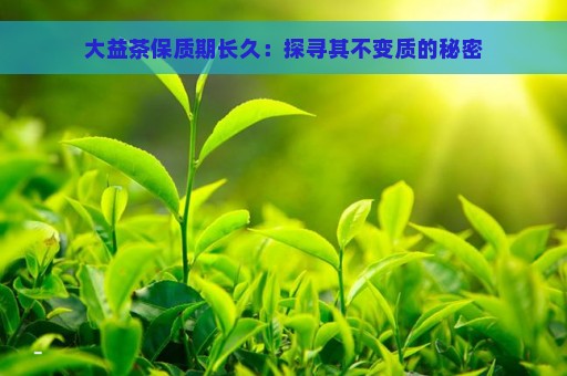 大益茶保质期长久：探寻其不变质的秘密