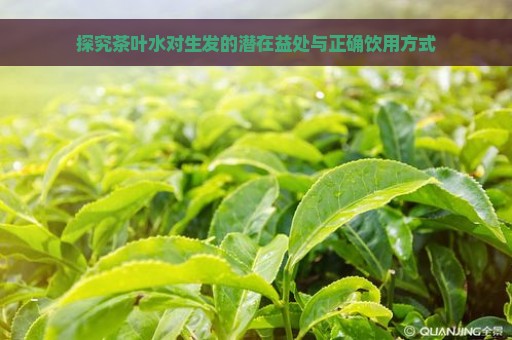 探究茶叶水对生发的潜在益处与正确饮用方式