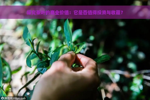 探究茶叶的商业价值：它是否值得投资与收藏？