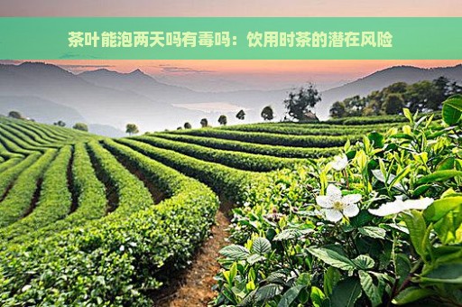 茶叶能泡两天吗有毒吗：饮用时茶的潜在风险