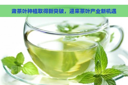 肃茶叶种植取得新突破，迎来茶叶产业新机遇