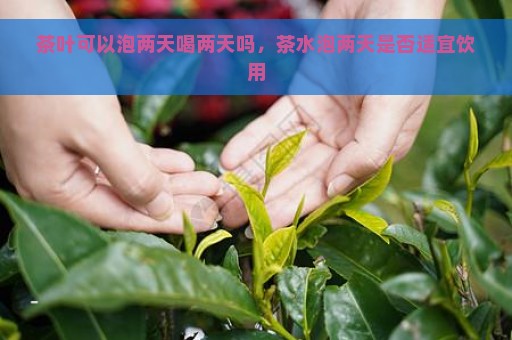 茶叶可以泡两天喝两天吗，茶水泡两天是否适宜饮用