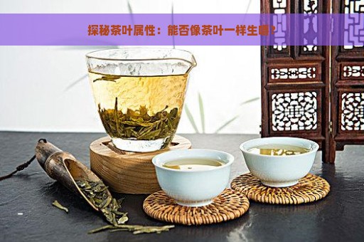 探秘茶叶属性：能否像茶叶一样生嚼？