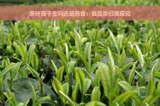 茶叶属于生吗还是熟食：食品类归属探究