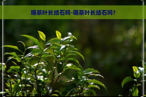 喝茶叶长结石吗-喝茶叶长结石吗?