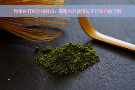 种茶叶打农药吗好吗：探秘农药使用与不打农药的区别