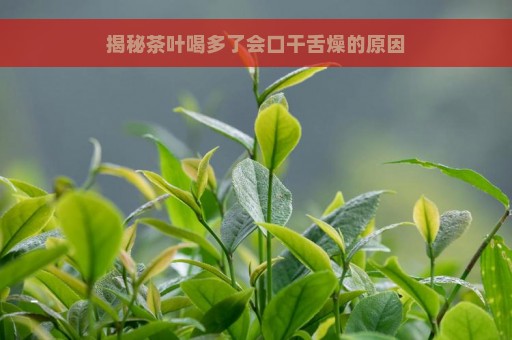 揭秘茶叶喝多了会口干舌燥的原因