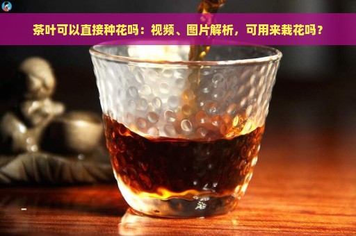 茶叶可以直接种花吗：视频、图片解析，可用来栽花吗？