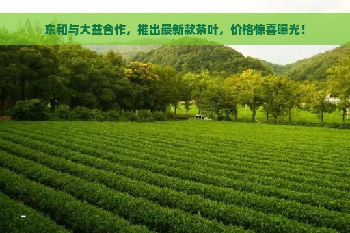 东和与大益合作，推出最新款茶叶，价格惊喜曝光！