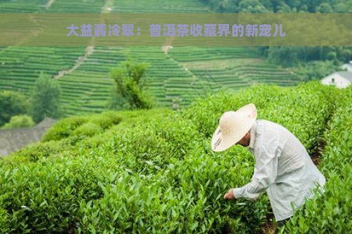 大益翡冷翠：普洱茶收藏界的新宠儿