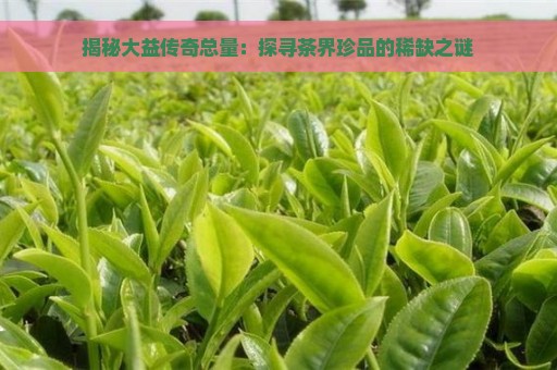 揭秘大益传奇总量：探寻茶界珍品的稀缺之谜