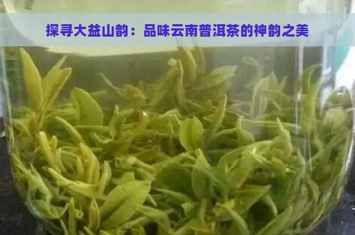 探寻大益山韵：品味云南普洱茶的神韵之美