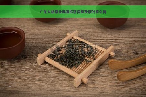 广东大益茶业集团招聘信息及茶叶怎么样