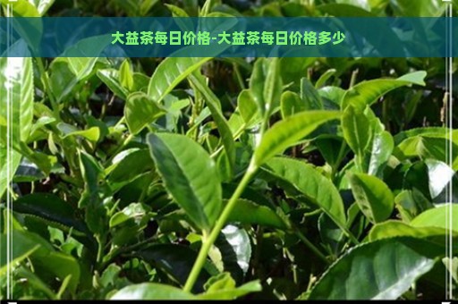 大益茶每日价格-大益茶每日价格多少