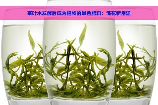 茶叶水发酵后成为植物的绿色肥料：浇花新用途